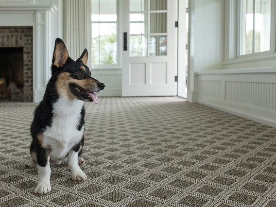 Happy dog in living room with patterned Anderson Tuftex carpet by Shaw from Flooring Source in the Auburn, MA area