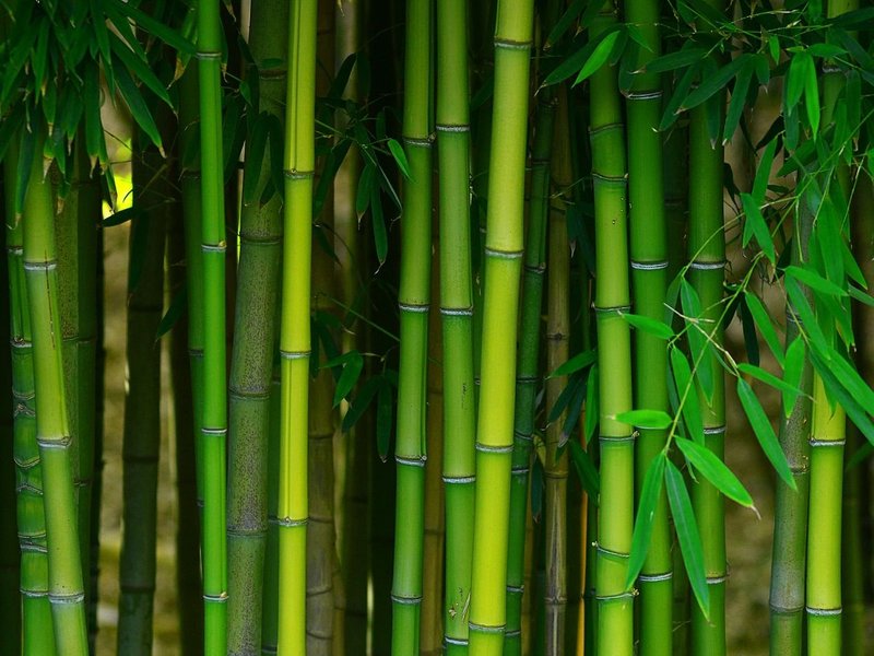 Bamboo - Flooring Source in the Auburn, MA area