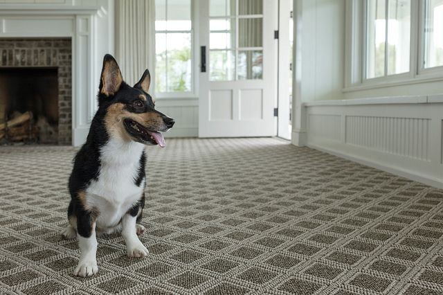 Happy dog in living room with patterned Anderson Tuftex carpet by Shaw from Flooring Source in the Auburn, MA area